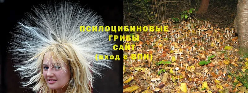 Псилоцибиновые грибы Psilocybe  дарк нет клад  Кулебаки 